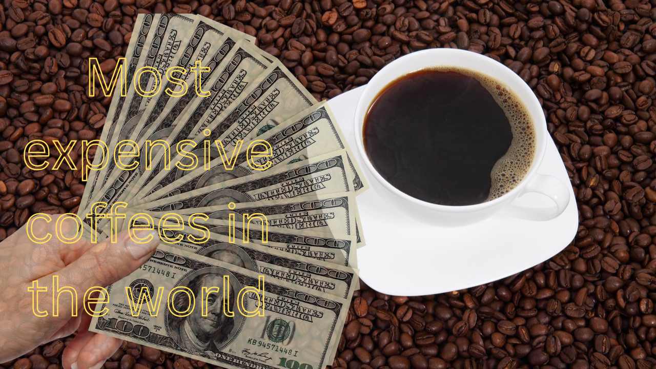 Most expensive coffees in the world