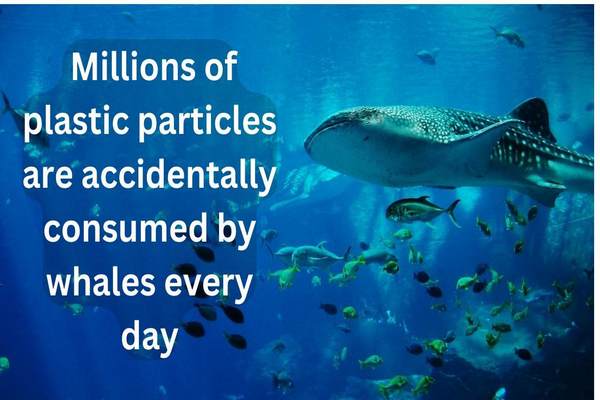 A new study suggests that whales consume millions of plastic particles each day